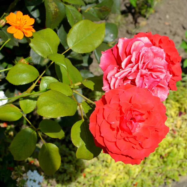 Flores Bonitas Jardim Meados Verão Dia Ensolarado Paisagem Verde — Fotografia de Stock