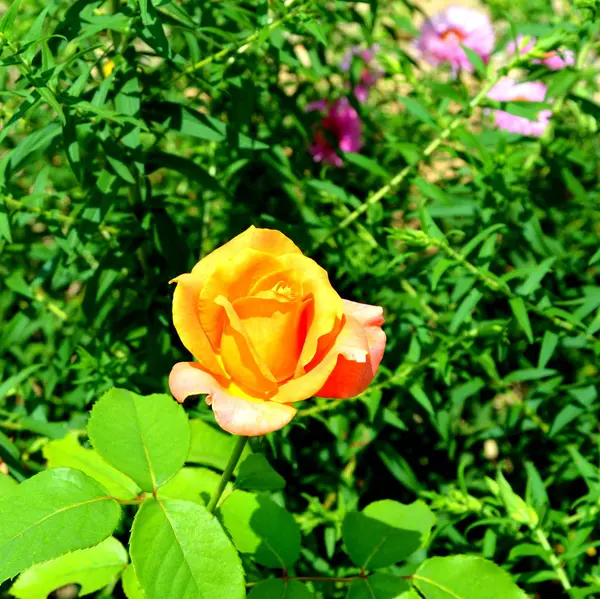 Flores Bonitas Jardim Meados Verão Dia Ensolarado Paisagem Verde — Fotografia de Stock