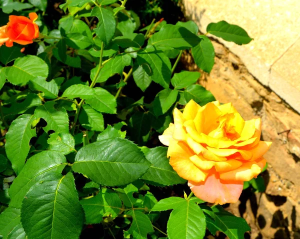 Flores Bonitas Jardim Meados Verão Dia Ensolarado Paisagem Verde — Fotografia de Stock