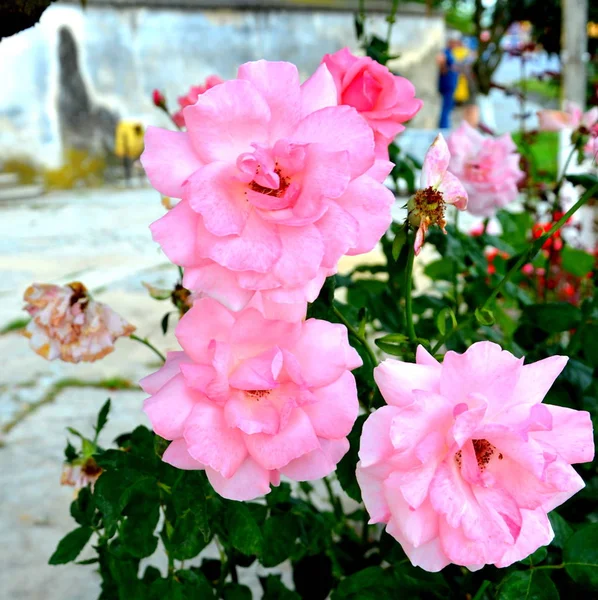 Νίκαια Λουλούδια Στον Κήπο Στο Θερινό Ηλιοστάσιο Μια Ηλιόλουστη Μέρα — Φωτογραφία Αρχείου