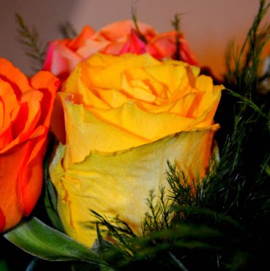 Yaz ortası, güneşli bir gün Bahçe en güzel çiçekler. Yeşil manzara