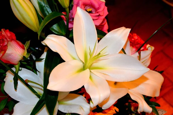 Schöne Blumen Garten Hochsommer Einem Sonnigen Tag Grüne Landschaft — Stockfoto