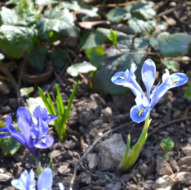 Bir ormanın kenarında yaylı bahar menekşeleri. Yeşil manzara