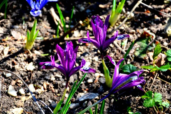 Violetas Primaverales Borde Bosque Paisaje Verde — Foto de Stock