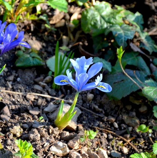 Violetas Primavera Sprung Borda Uma Floresta Paisagem Verde — Fotografia de Stock