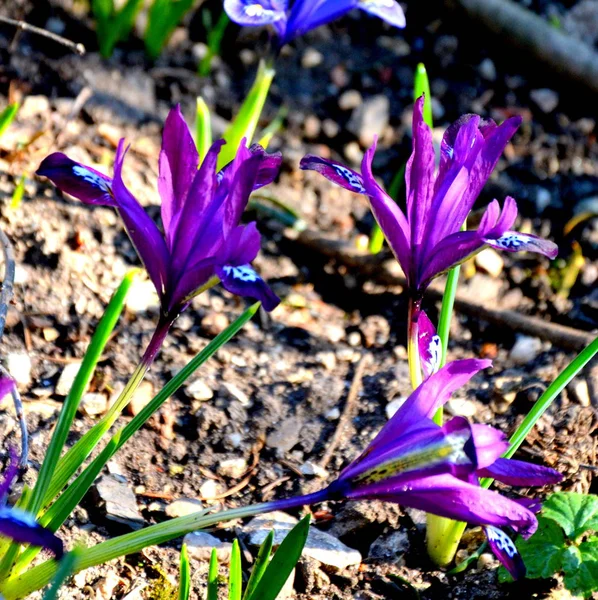 Sprung Spring Violets Edge Forest Green Landscape — Stock Photo, Image