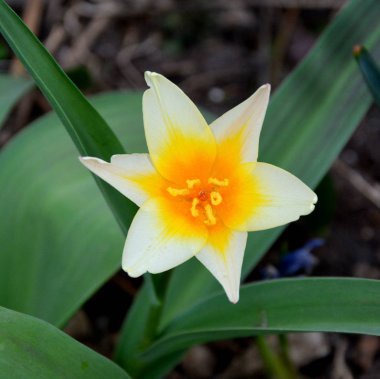 Lale. Yaz ortasında bahçede güzel çiçekler. Yeşil manzara