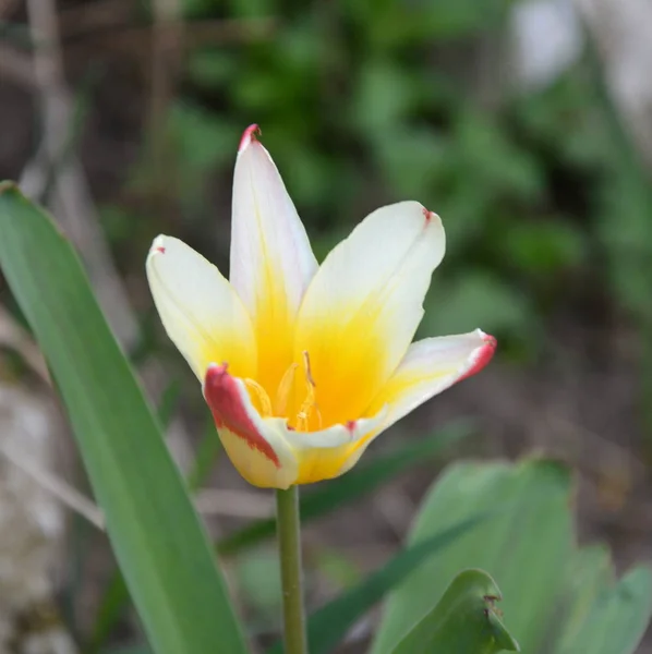 Tulipani Bei Fiori Giardino Metà Estate Panorama Verde — Foto Stock