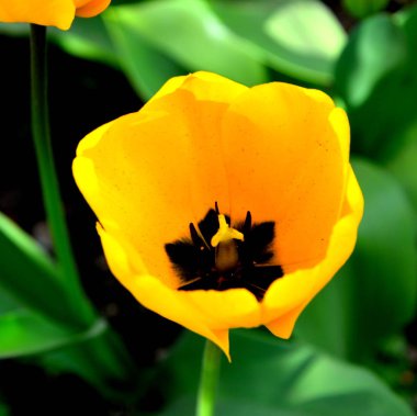 Lale. Yaz ortasında bahçede güzel çiçekler. Yeşil manzara