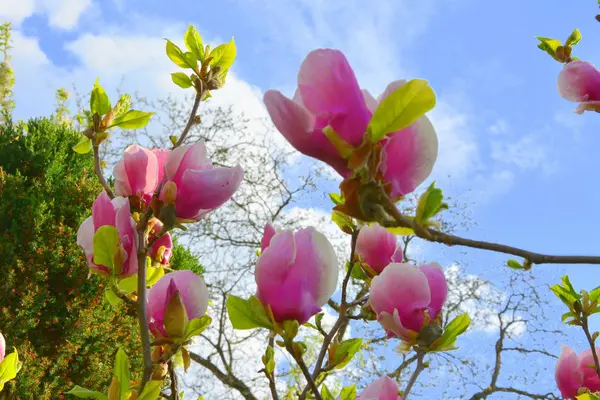 Magnolia Water Drops Nice Flowers Garden Midsummer Sunny Day Green — Stock Photo, Image