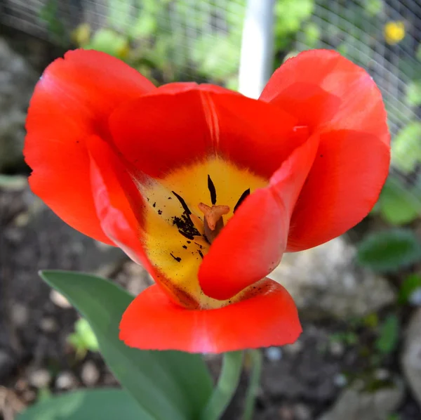 Des Tulipes Jolies Fleurs Dans Jardin Milieu Été Paysage Vert — Photo