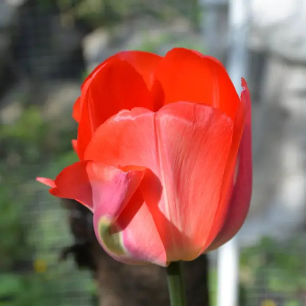 Des Tulipes Jolies Fleurs Dans Jardin Milieu Été Paysage Vert — Photo