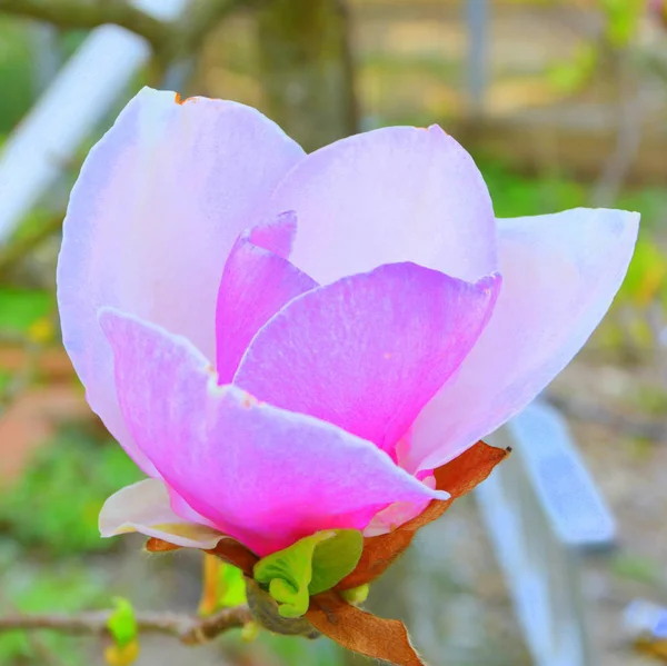 Magnolia Water Drops Nice Flowers Garden Midsummer Sunny Day Green — Stock Photo, Image