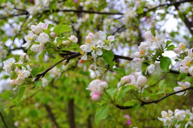 Elma çiçekleri yaz başında meyve bahçesindeki bir kiraz ağacında. Yeşil manzara