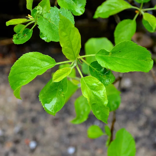 Appletree Jaře Sadu Kapky Vody — Stock fotografie