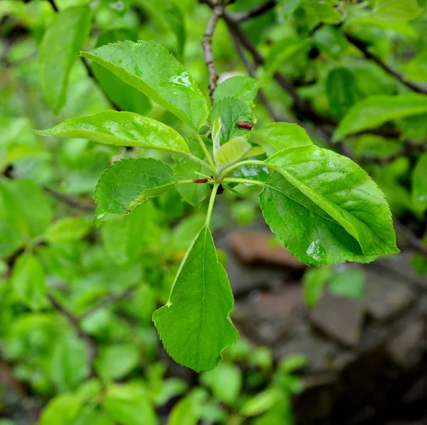 Appletree Wiosną Sadzie Krople Wody — Zdjęcie stockowe