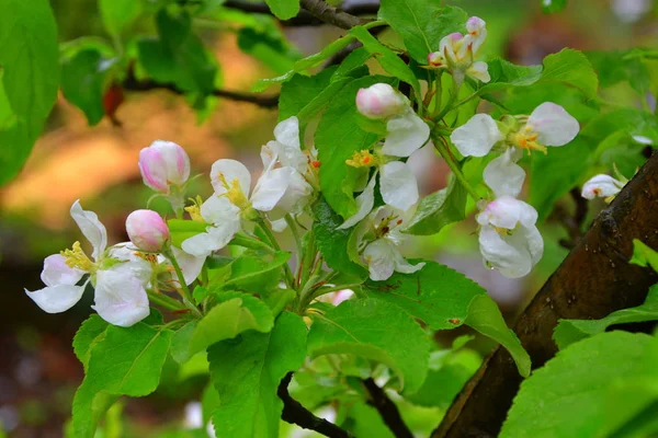 Appel Bloeit Een Kersenboom Boomgaard Vroege Zomer Groen Landschap — Stockfoto