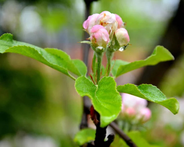 Magnolia Vízcseppek Szép Virágok Kertben Nyár Közepén Egy Napsütéses Napon — Stock Fotó