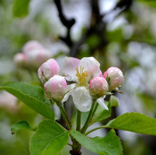 Magnolia Water Druppels Mooie Bloemen Tuin Zomer Een Zonnige Dag — Stockfoto