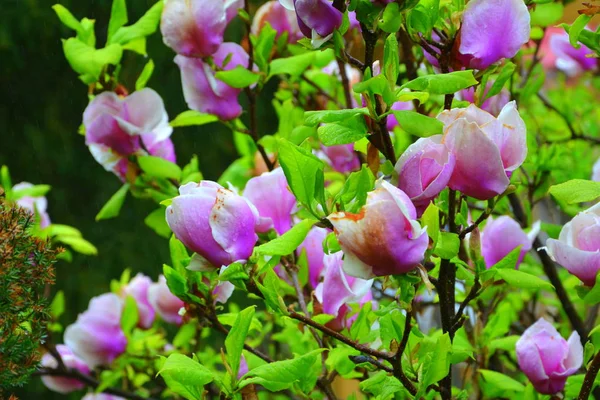 Magnolia Water Drops Nice Flowers Garden Midsummer Sunny Day Green — Stock Photo, Image