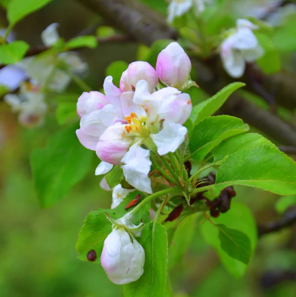 Kwiaty Jabłkowe Wiśniowym Drzewie Sadzie Wczesnym Latem Zielony Krajobraz — Zdjęcie stockowe