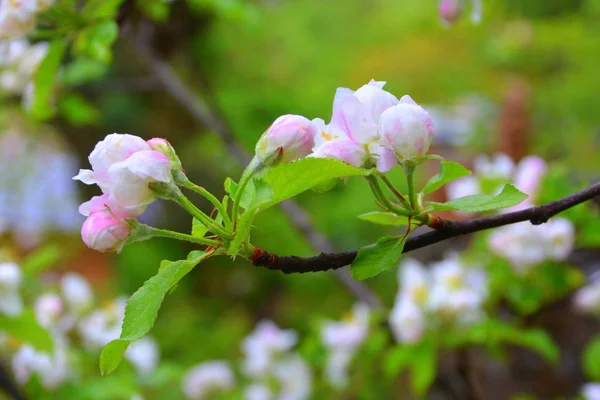 Appel Bloeit Een Kersenboom Boomgaard Vroege Zomer Groen Landschap — Stockfoto