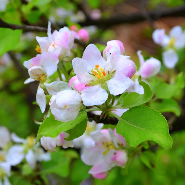 Pommes Fleurs Dans Cerisier Dans Verger Début Été Paysage Vert — Photo