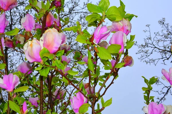 Magnolia Water Drops Nice Flowers Garden Midsummer Sunny Day Green — Stock Photo, Image