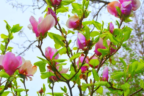 Magnolia Water Drops Nice Flowers Garden Midsummer Sunny Day Green — Stock Photo, Image