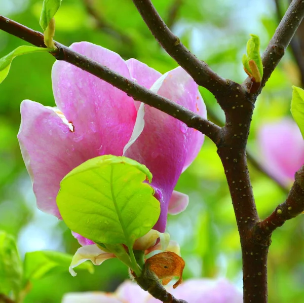 Magnolia Krople Wody Ładne Kwiaty Ogrodzie Środku Lata Słoneczny Dzień — Zdjęcie stockowe