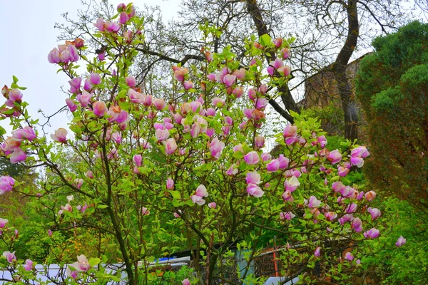 Magnólia Gotas Água Flores Bonitas Jardim Meados Verão Dia Ensolarado — Fotografia de Stock