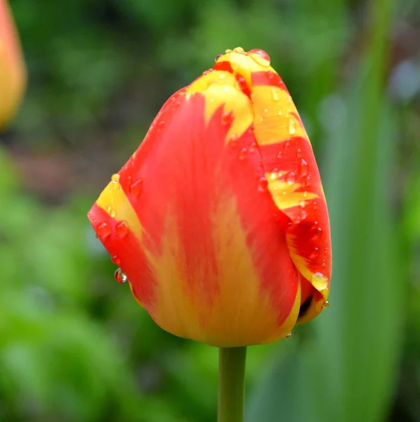 Tulips Water Drops Nice Flowers Garden Midsummer Rainy Day Green — Stock Photo, Image