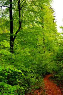 Romanya 'nın Transilvanya ormanlarındaki tipik manzara. Yazın ortasında, güneşli bir günde yeşil bir manzara.