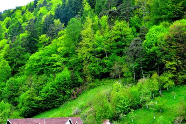 Romanya 'nın Transilvanya ormanlarındaki tipik manzara. Yazın ortasında, güneşli bir günde yeşil bir manzara.