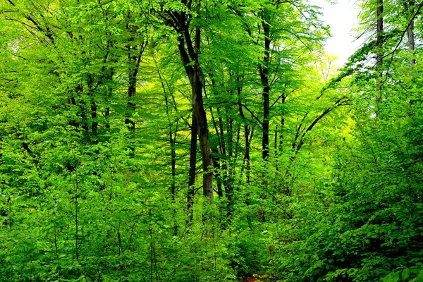 Paisaje Típico Los Bosques Transilvania Rumania Paisaje Verde Pleno Verano —  Fotos de Stock
