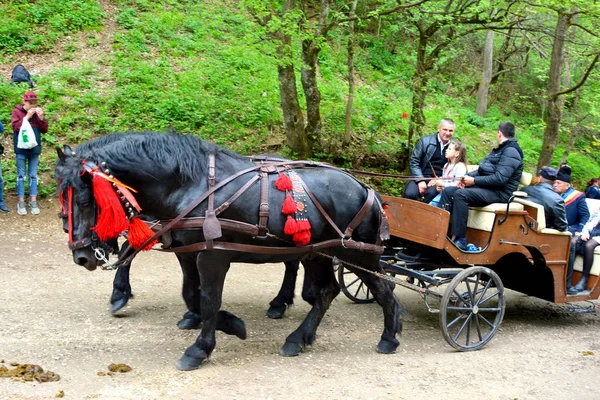 Belos Cavalos Brasov Transilvânia Romênia Maio 2019 Riders Celebrando Dia — Fotografia de Stock