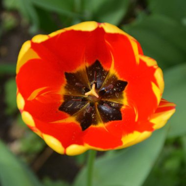 Tulip. Yaz ortasında, güneşli bir günde bahçede güzel çiçekler. Yeşil manzara