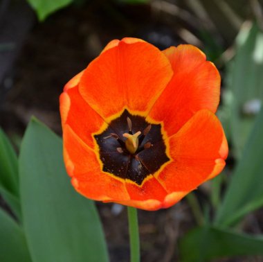 Tulip. Yaz ortasında, güneşli bir günde bahçede güzel çiçekler. Yeşil manzara