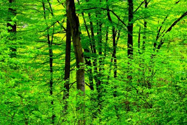 Romanya 'nın Transilvanya ormanlarındaki tipik manzara. Yazın ortasında, güneşli bir günde yeşil bir manzara.