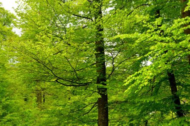 Romanya 'nın Transilvanya ormanlarındaki tipik manzara. Yazın ortasında, güneşli bir günde yeşil bir manzara.