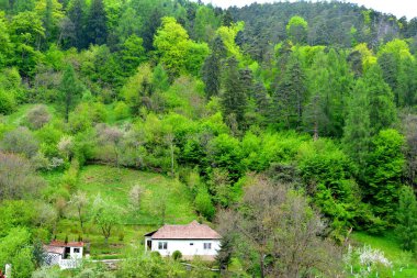 Romanya 'nın Transilvanya ormanlarındaki tipik manzara. Yazın ortasında, güneşli bir günde yeşil bir manzara.