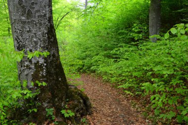 Romanya 'nın Transilvanya ormanlarındaki tipik manzara. Yazın ortasında, güneşli bir günde yeşil bir manzara.