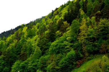 Romanya 'nın Transilvanya ormanlarındaki tipik manzara. Yazın ortasında, güneşli bir günde yeşil bir manzara.