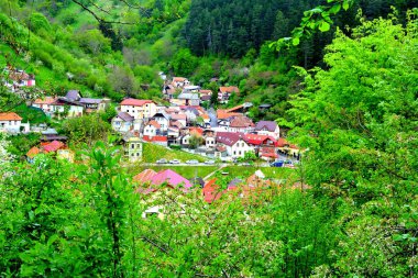 Romanya 'nın Transilvanya ormanlarındaki tipik manzara. Yazın ortasında, güneşli bir günde yeşil bir manzara.