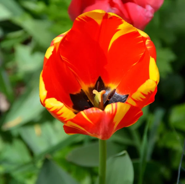 Tulipe Jolies Fleurs Dans Jardin Milieu Été Par Une Journée — Photo