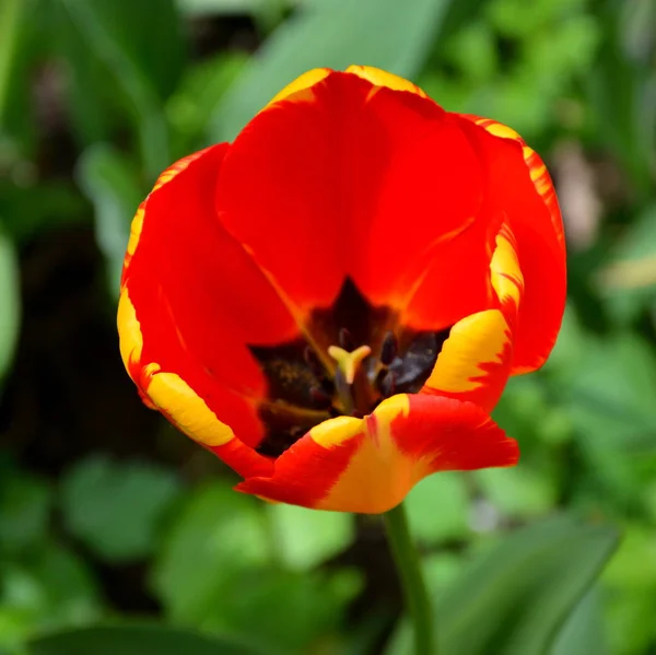 Tulipe Jolies Fleurs Dans Jardin Milieu Été Par Une Journée — Photo