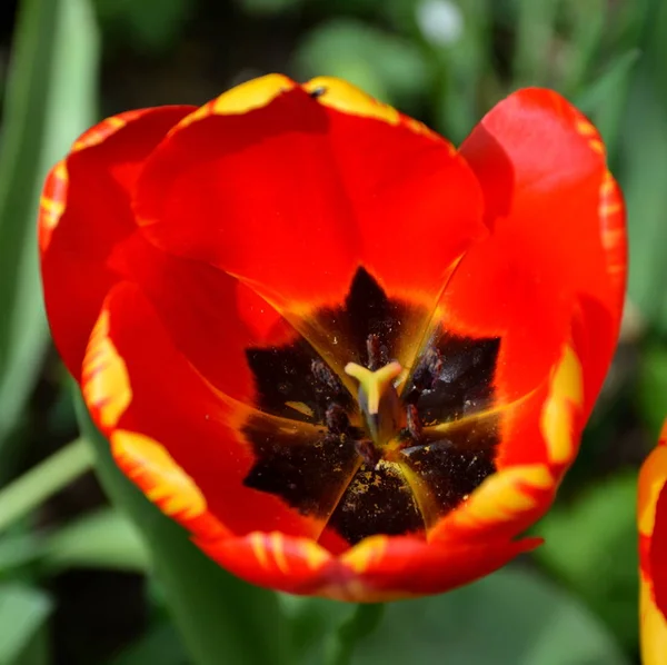 Tulipe Jolies Fleurs Dans Jardin Milieu Été Par Une Journée — Photo