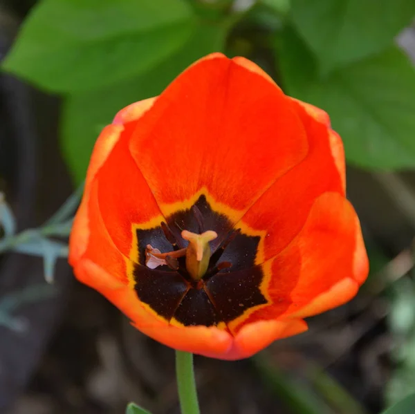 Tulipe Jolies Fleurs Dans Jardin Milieu Été Par Une Journée — Photo