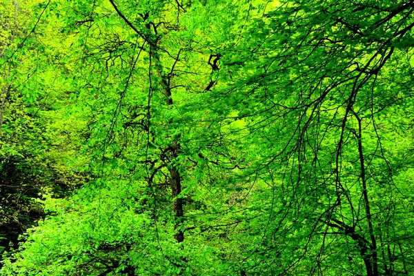 Typical Landscape Forests Transylvania Romania Green Landscape Midsummer Sunny Day — Stock Photo, Image
