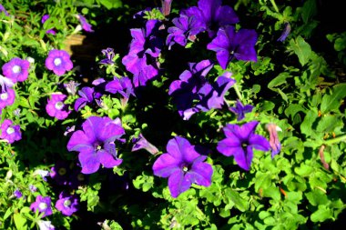 Yaz ortası, güneşli bir gün Bahçe en güzel çiçekler. Yeşil manzara